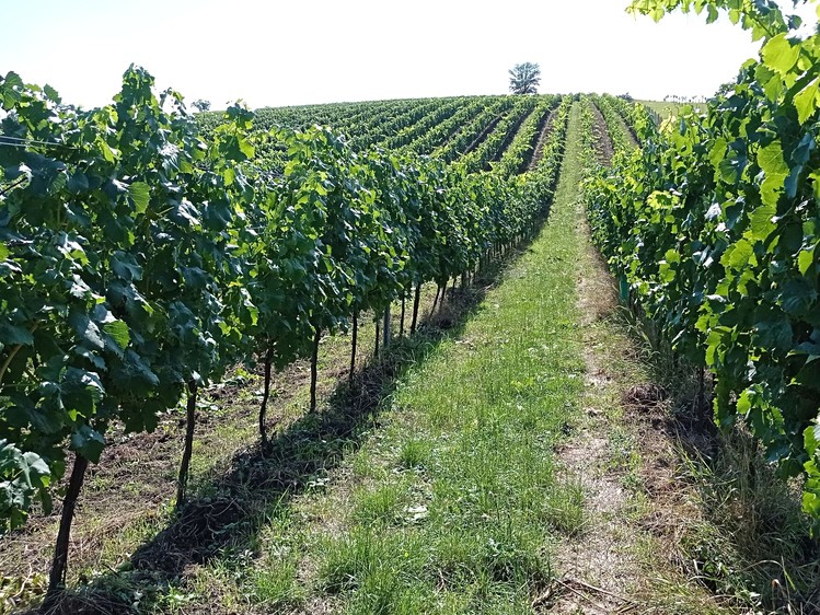Ostatní