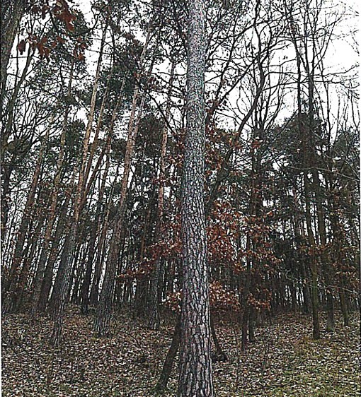 Ostatní