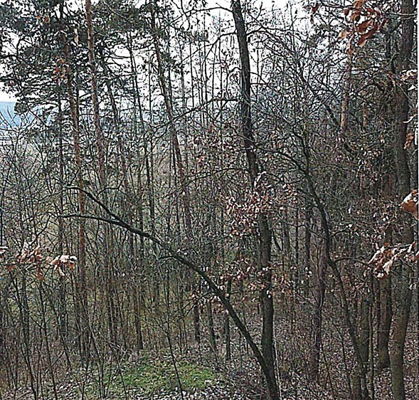 Ostatní
