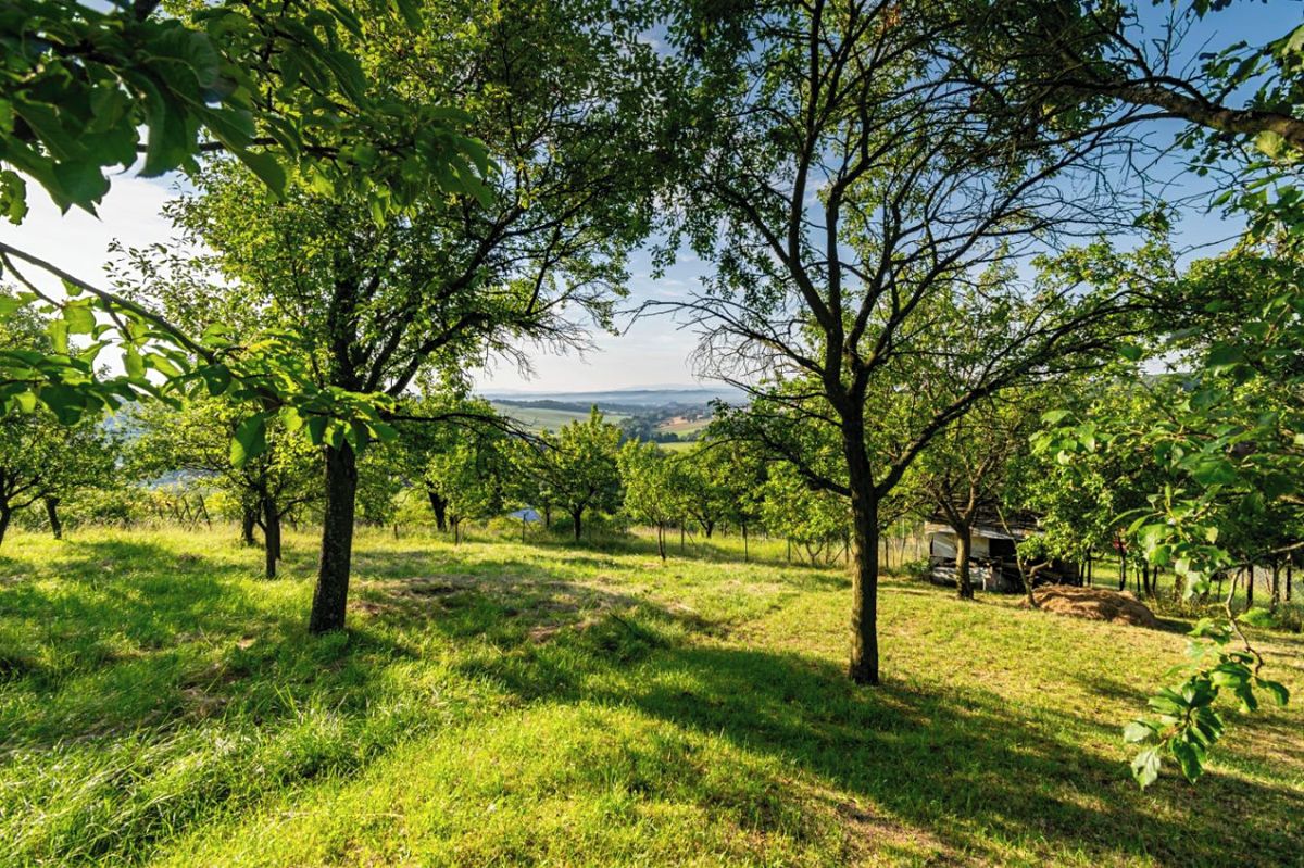 Prodej sadu, vinice 1878 m²