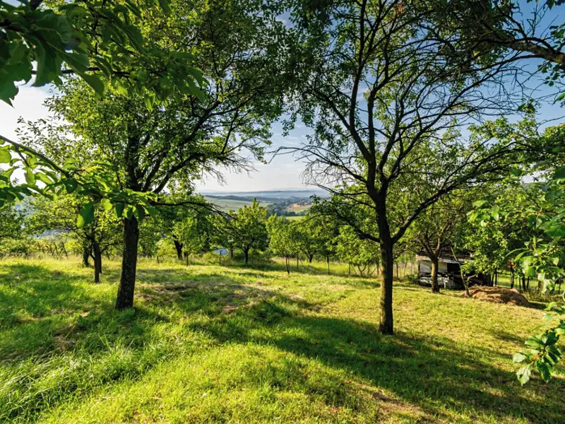 Prodej sadu, vinice 1878 m², Kudlovice – náhled fotky 1