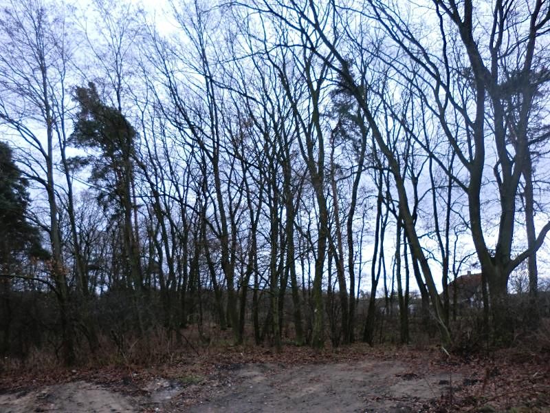Prodej lesa 4820 m², Písty – fotka 1 z 3