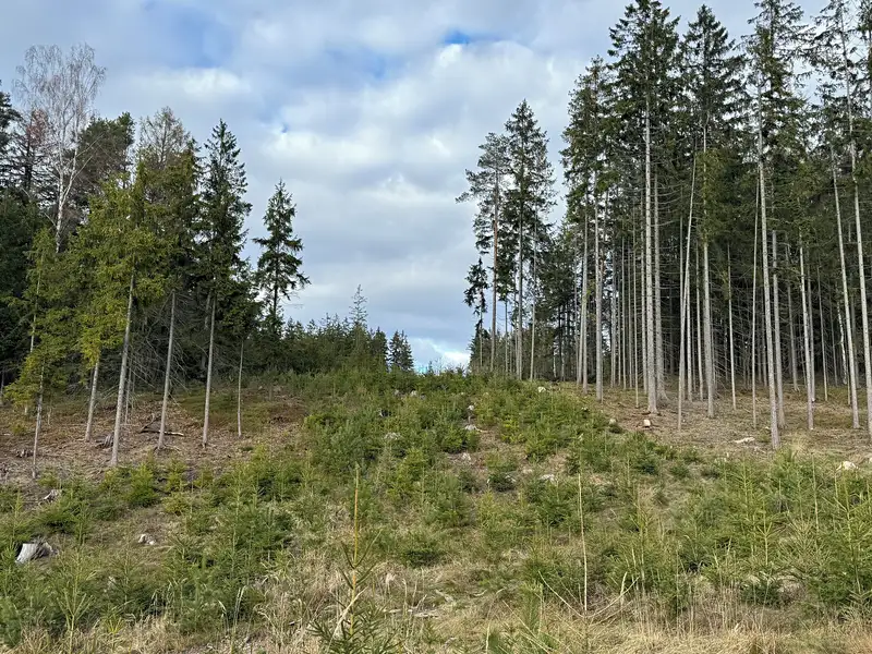 Prodej lesa 35108 m², Pecka – náhled fotky 1