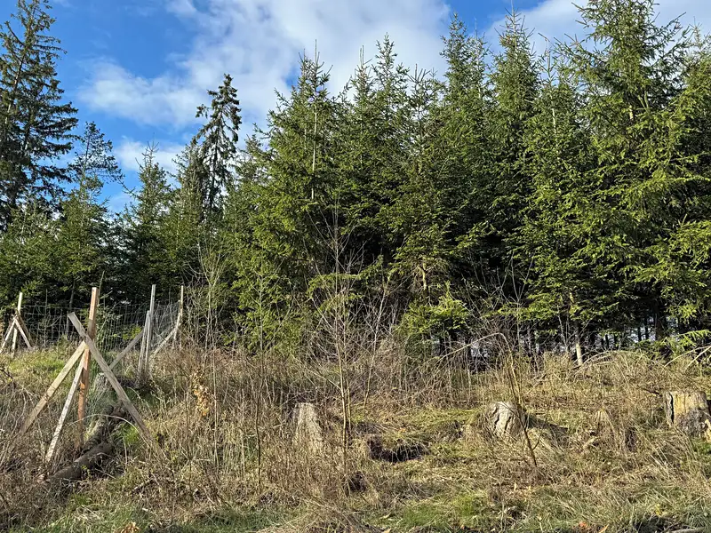 Prodej lesa 35108 m², Pecka – náhled fotky 2