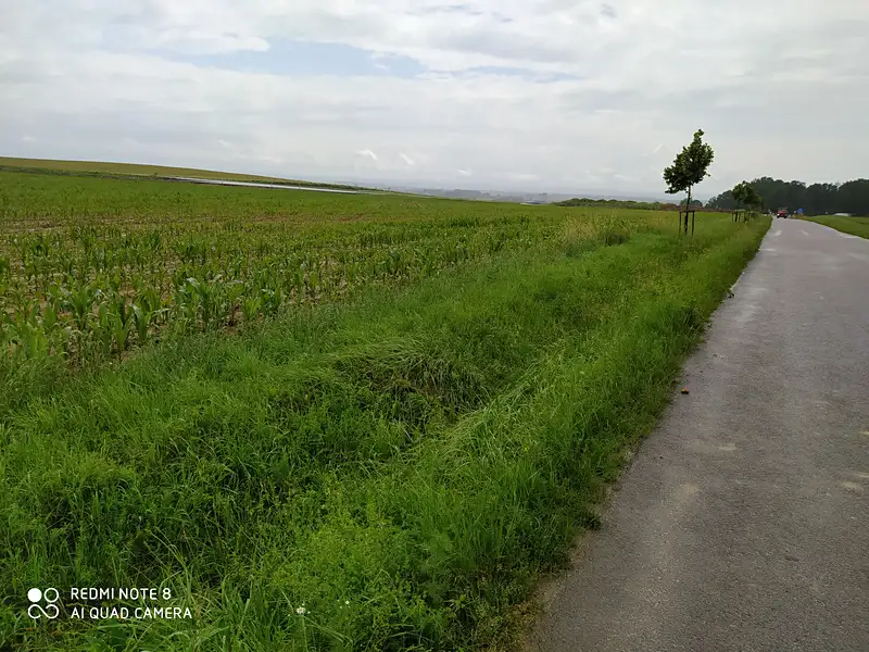 Prodej stavebního pozemku 12434 m², Dolní Ředice – náhled fotky 3