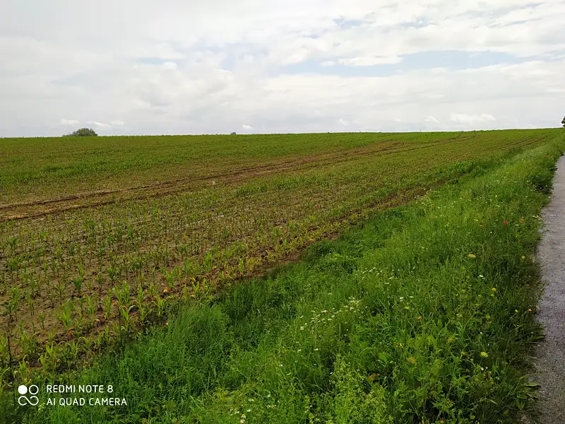 Prodej komerčního pozemku 114836 m², Dolní Ředice – náhled fotky 1