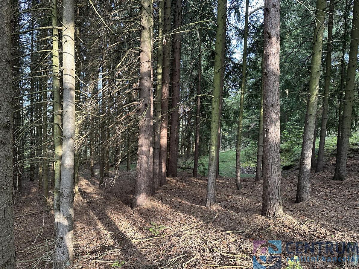 Prodej lesa 15992 m² – fotografie 2