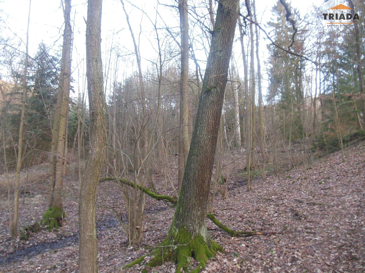 Prodej lesa 5193 m² – fotografie 3