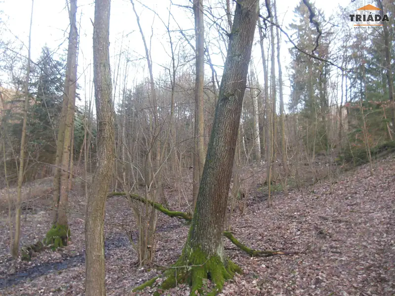 Prodej lesa 5193 m², Turnov – náhled fotky 3