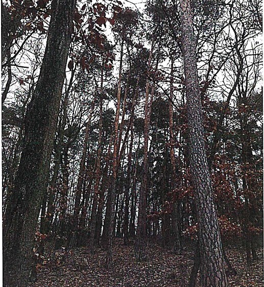 Ostatní