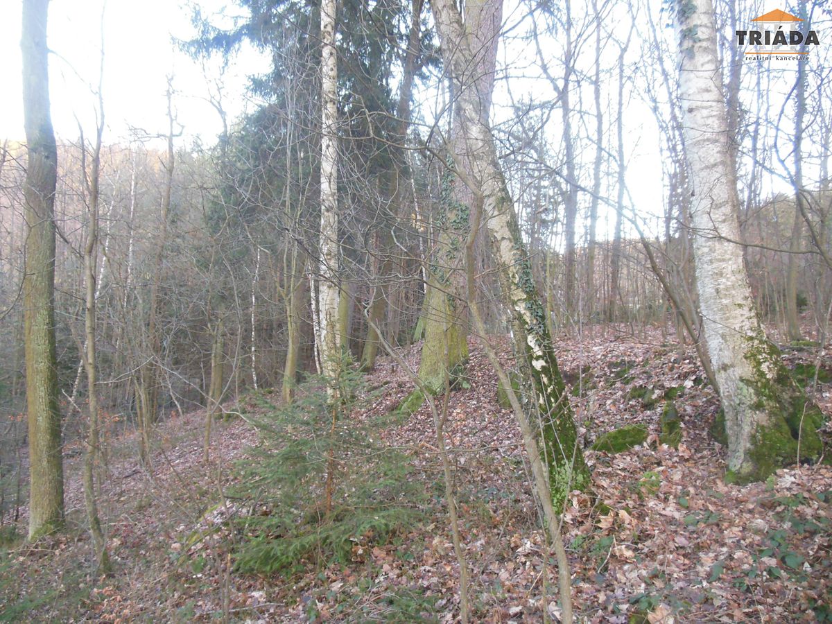 Prodej lesa 5193 m²