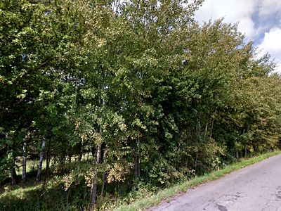 Prodej lesa 1692 m²