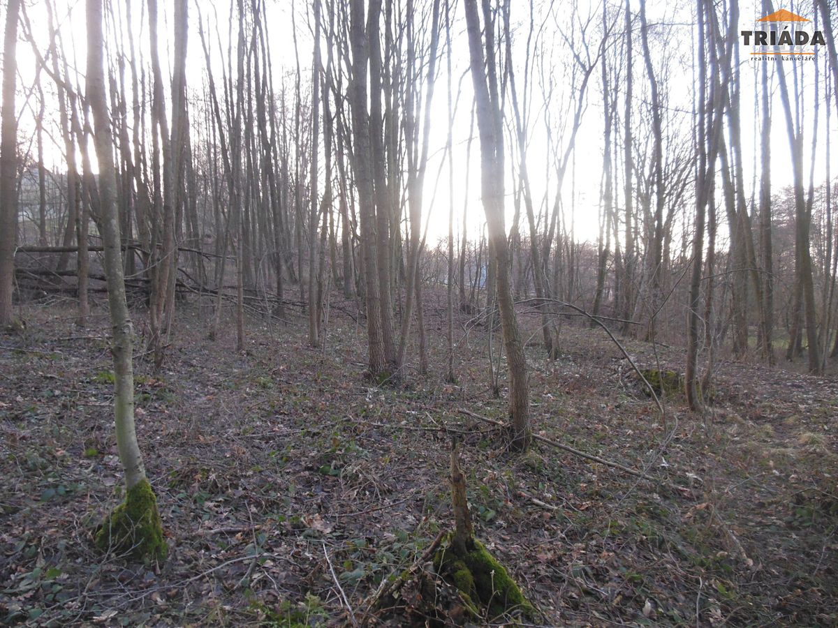 Prodej lesa 5193 m² – fotografie 2