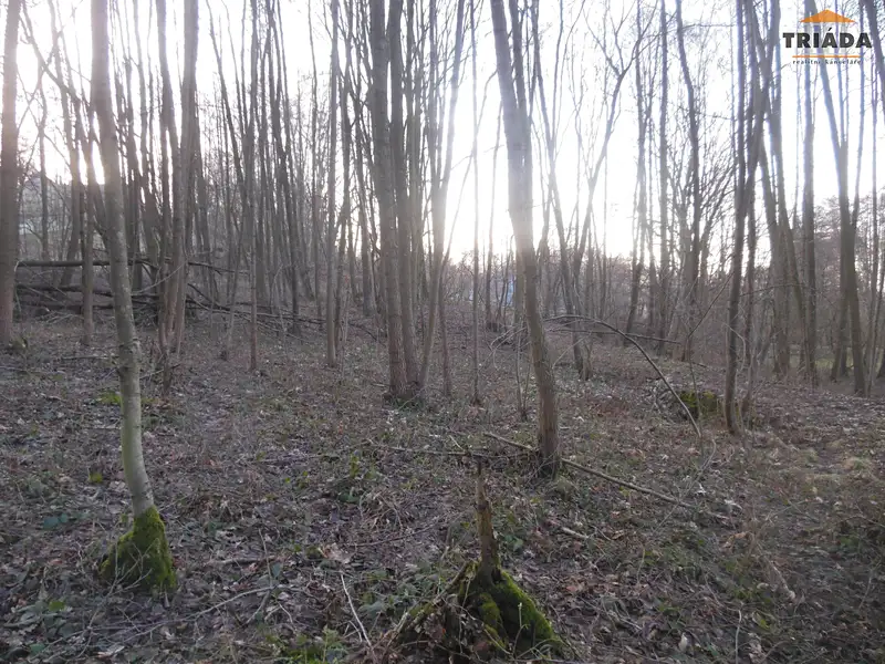 Prodej lesa 5193 m², Turnov – náhled fotky 2