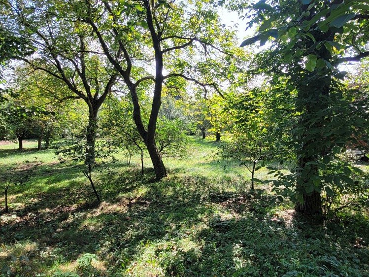Prodej pozemku, 2 469 m² (7 z 16)