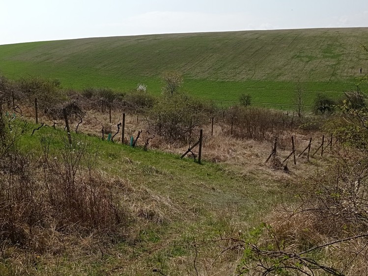 Ostatní
