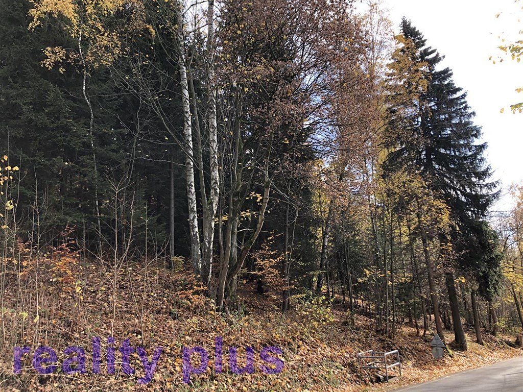 Prodej lesa 4465 m² – fotografie 3