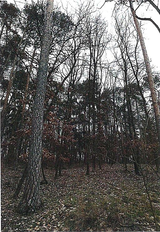 Prodej lesa 1613 m², Tetčice – fotka 1 z 3