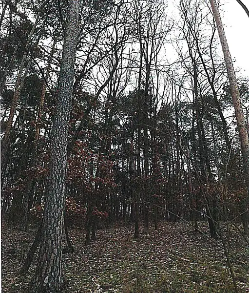 Prodej lesa 1613 m², Tetčice – náhled fotky 1
