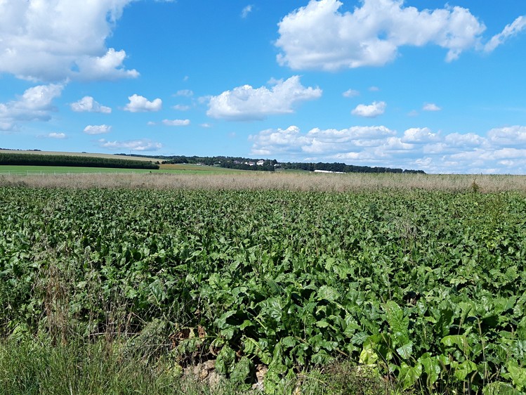 Grundstück zum Kauf, 5.077 m² (6 von 7)