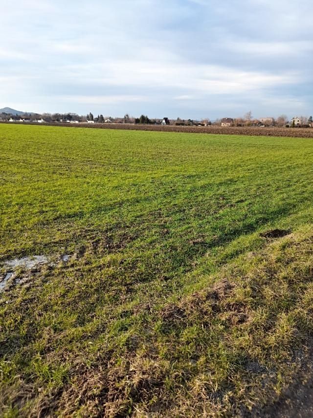 Pronájem zahrady 700 m²