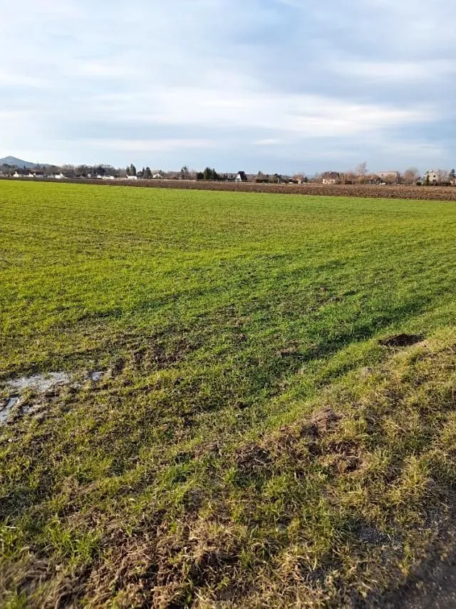 Pronájem zahrady 700 m²