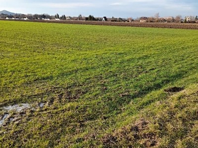 Pronájem  zahrady 700 m²