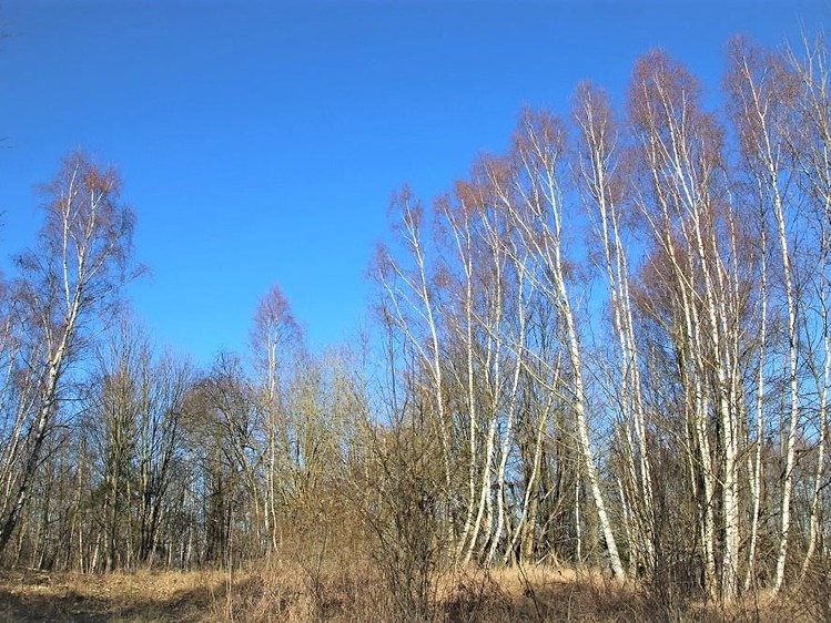 Grundstück zum Kauf, 5.641 m² (12 von 24)