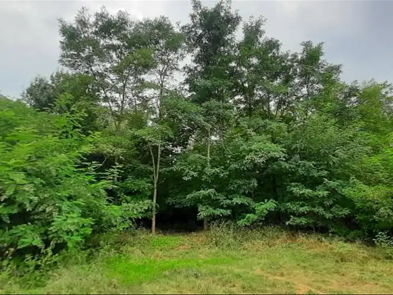 Prodej lesa 7501 m², Týnec nad Labem – náhled fotky 2
