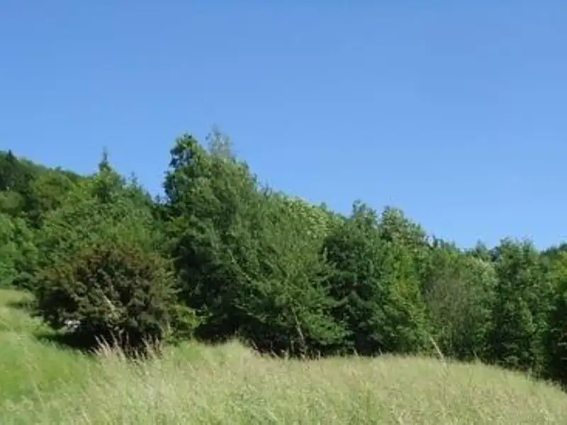 Prodej louky 9000 m², Vojnův Městec – náhled fotky 3