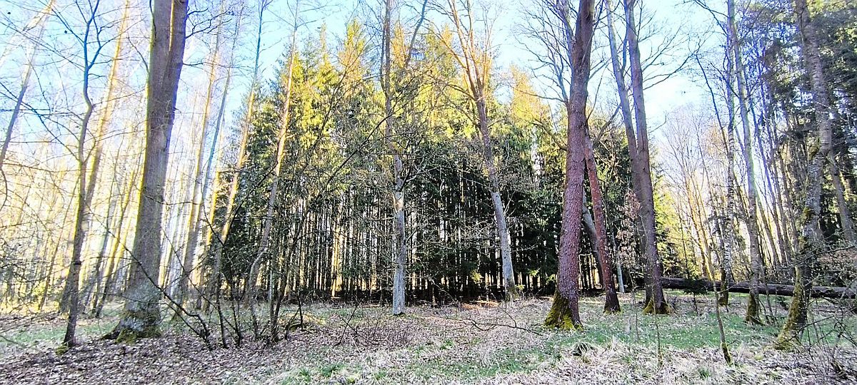 Prodej lesa 2956 m² – fotografie 3