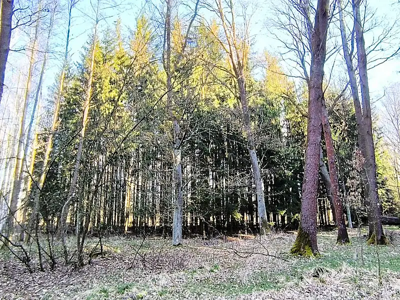 Prodej lesa 2956 m², Františkovy Lázně – náhled fotky 3