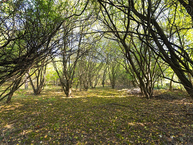 Grundstück zum Kauf, 4.736 m² (4 von 9)