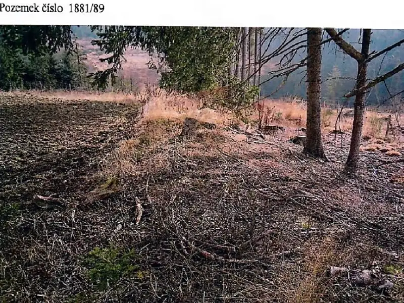 Prodej lesa 5521 m², Kamenice nad Lipou – náhled fotky 3