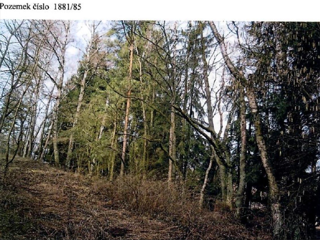 Prodej lesa 5521 m² – fotografie 2