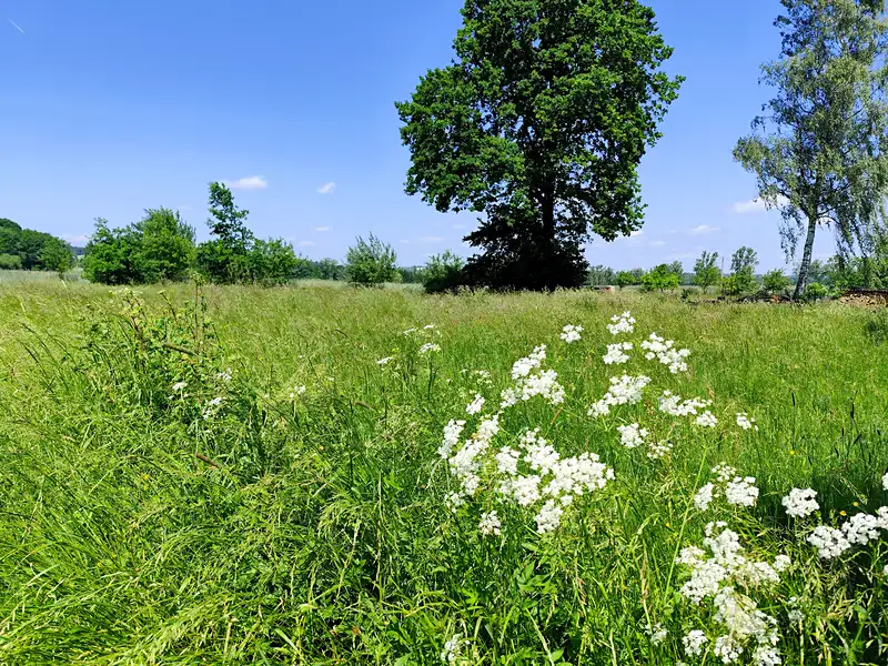 Prodej stavebního pozemku 1176 m², Borovany – náhled fotky 3