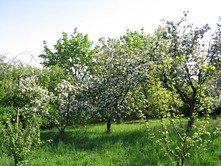 Prodej  chaty 25 m², pozemek 1 250 m²