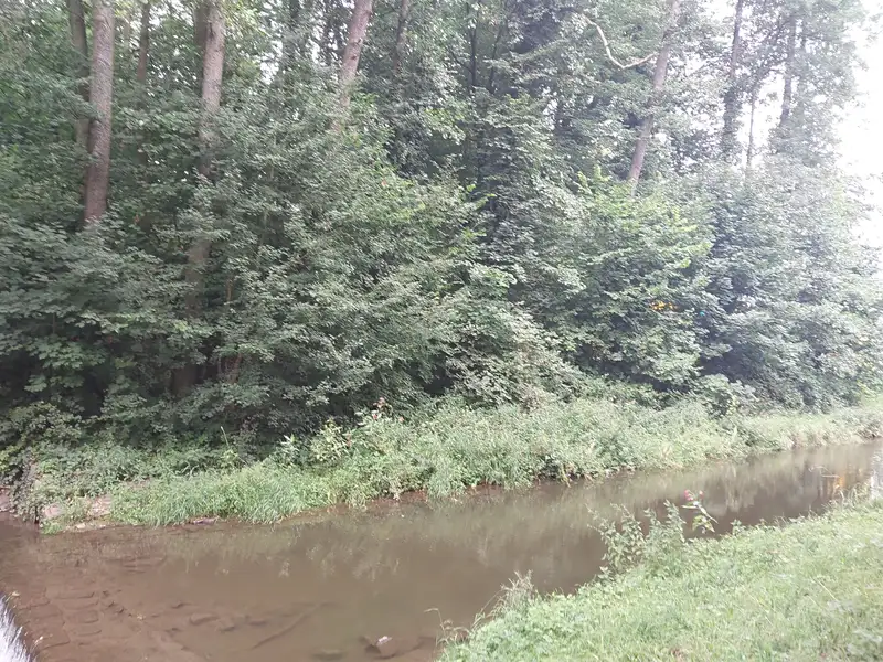 Prodej lesa 3801 m², Rychnov nad Kněžnou – náhled fotky 2