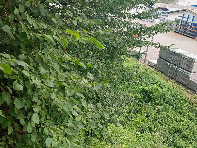 Prodej lesa 3801 m², Rychnov nad Kněžnou – náhled fotky 3