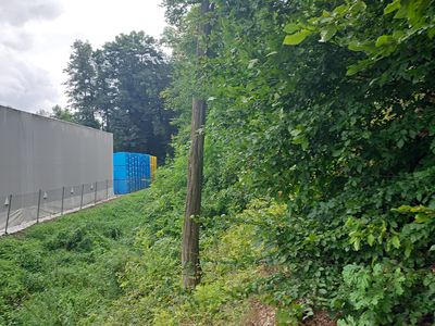 Prodej lesa 3801 m²