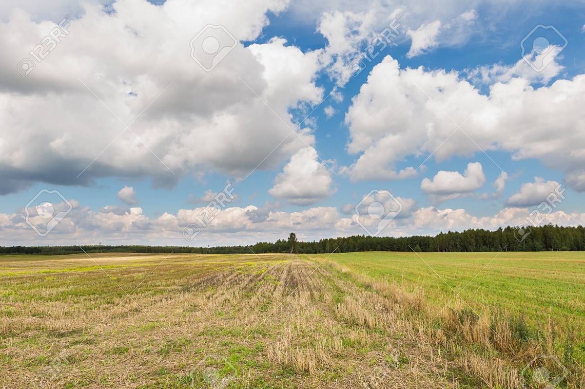 Prodej lesa 16733 m², Pyšely – fotka 1 z 3