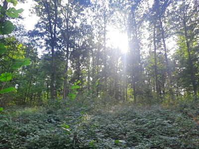 Grundstück zum Kauf, 11.442 m² (3 von 7)