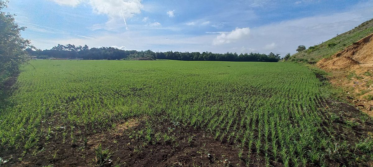 Pronájem komerčního pozemku 16090 m²
