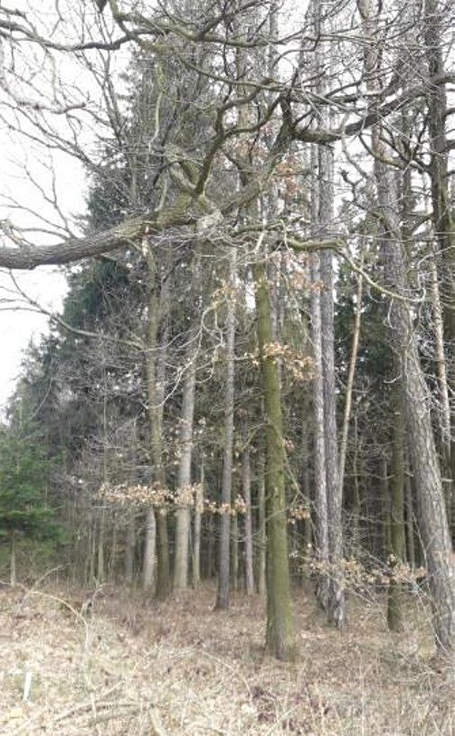 Prodej lesa 1833 m²