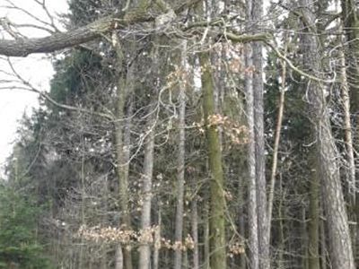 Prodej lesa 1833 m²