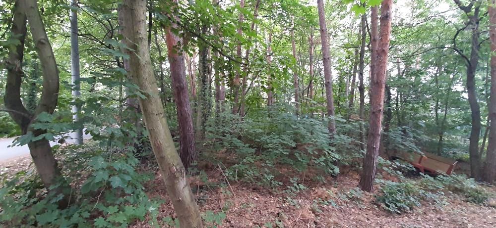Prodej lesa 576 m² – fotografie 2