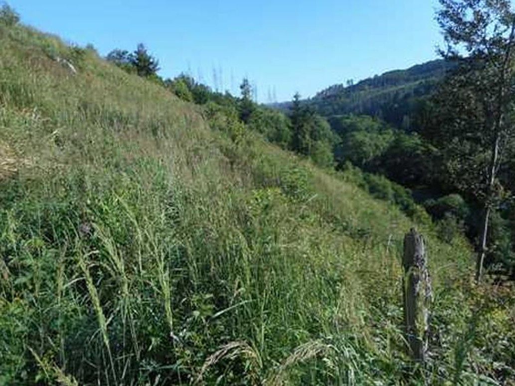Prodej lesa 7135 m²