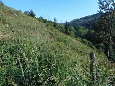 Prodej lesa 7135 m²