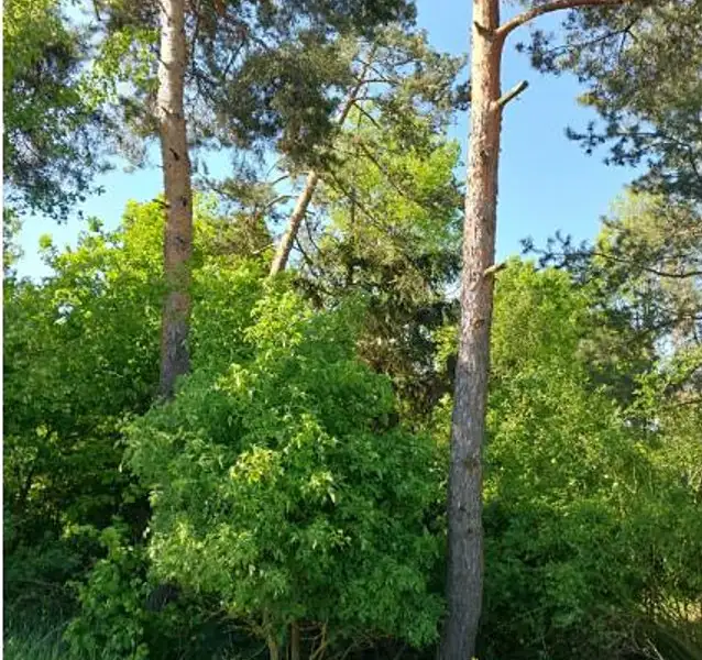 Prodej lesa 2058 m², Lipník – náhled fotky 2