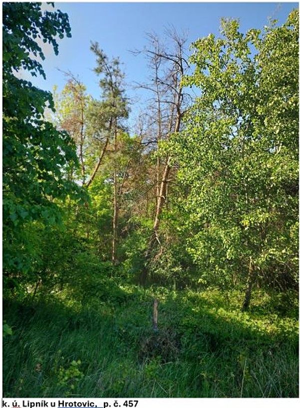 Prodej lesa 2058 m²